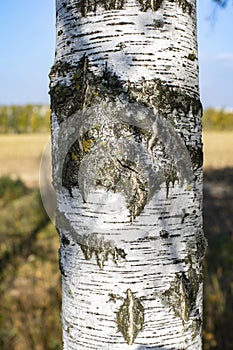 Birch tree trunk, white bark with gray scratches and cracks