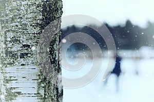 Birch tree trunk winter