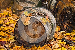 Birch tree trunks covered with leaves