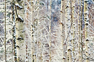 Birch tree trunks peaceful background, sunny winter day, snowy landscape
