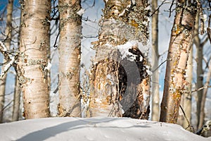 Birch Tree Trunks with Snow in Winter