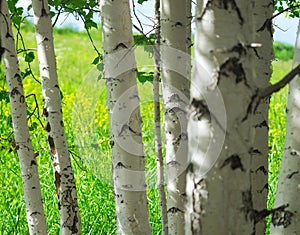 Birch Tree Trunks on Sunny Summer Day. Blurred Background of a Grassy Hillside