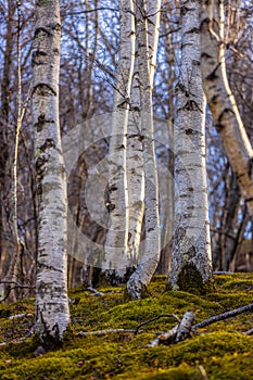 Birch tree trunks in sunset light in autumn time in the forest