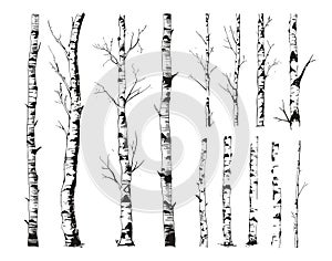 Birch tree trunks, tree and textures. Birches grunge isolated elements. Decorative trees silhouettes, black graphic