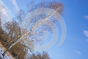 Birch tree in winter