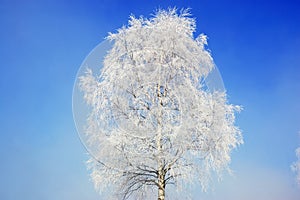 Birch Tree in Winter with Frost