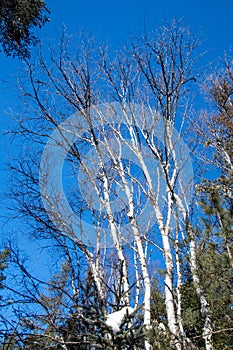 Birch tree, Winter landsacape on the forest photo