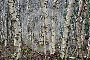 Birch Tree Wood of West Central Scotland