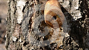 Birch tree with wooden spigot and sap drops