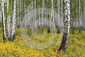 Birch Tree Yellow Leafs Autumn