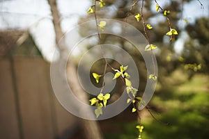 Birch tree with young green leaves on the branches in sunny spring day. Springtime. Natural rural garden background