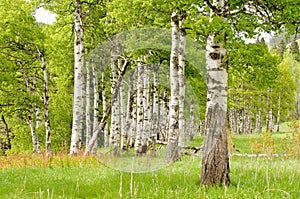 Birch trees