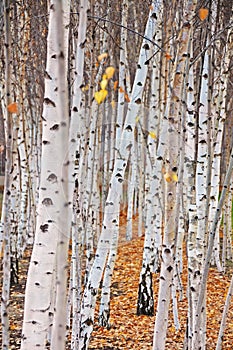 Birch trees