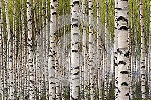 Birch trees