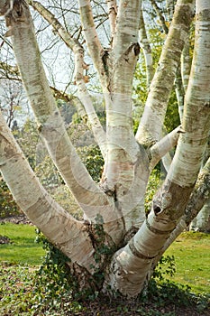 Birch trees