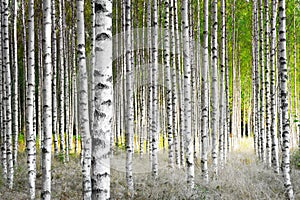 Birch trees