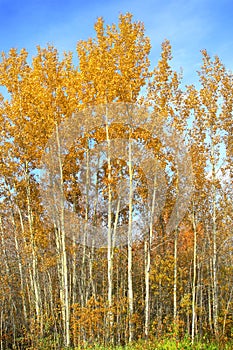 Birch trees