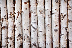 Birch trees