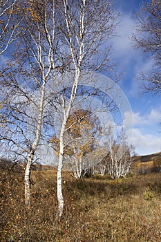 Birch trees against a blue sky, Inner Mongolia, Hebei, Mulan Weichang, China