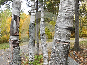 Birch Trees of Algonquin Park