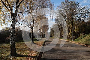 Birch trees along the roadside in autumn