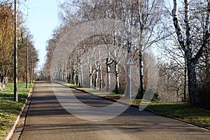 Birch trees along the roadside in autumn