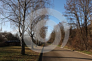 Birch trees along the roadside in autumn