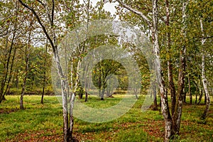 Birch Trees along West Branch Conneaut Creek Ashtabula County Ohio