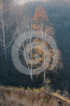 Birch trees in autumn