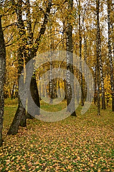 Birch trees in autumn