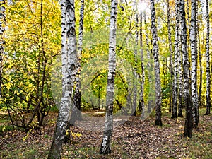 birch trees in autumn forest