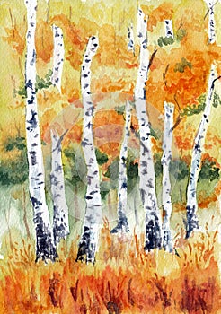 Birch trees in the autumn forest closeup. Hand drawn watercolors on paper textures. Raster