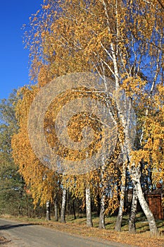 Birch trees with autumn leaves