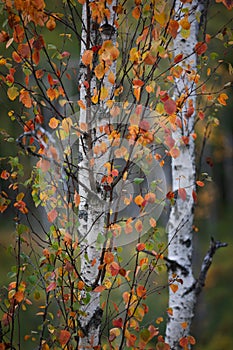 Birch trees with autumn leaves in the Tyresta National Park in Sweden