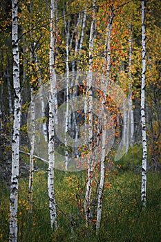 Birch trees with autumn leaves in the Tyresta National Park in Sweden