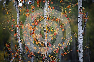 Birch trees with autumn leaves in the Tyresta National Park in Sweden