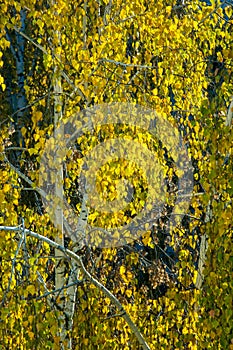 Birch trees in autumn. Photographed from a window on top of the