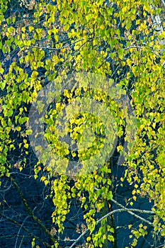 Birch trees in autumn. Photographed from a window on top of the