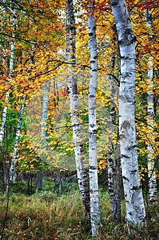 Birch trees in Autumn season