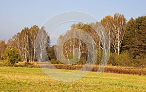 Birch Trees in Autumn