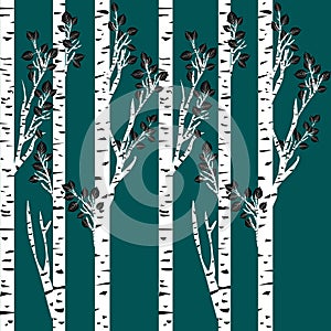 Birch trees background