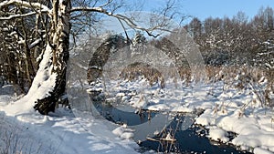 Birch trees on the bank of a stream in winter. Snow-covered branches