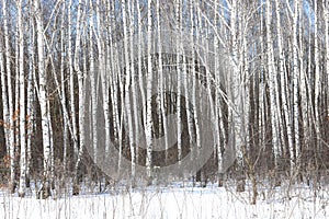 Birch trees with birch bark in birch forest among other birches in winter on snow