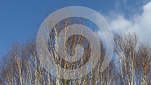 Birch trees or Betula against a blue sky.