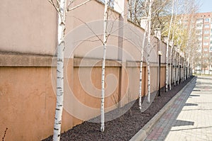 Birch trees