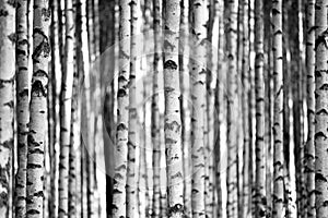 Birch trees in black and white