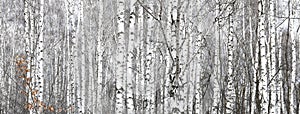 Birch trees with black and white birch bark