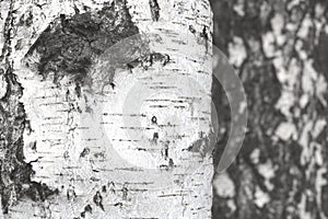 Birch trees with black and white birch bark