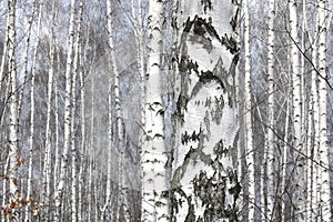 Birch trees with black and white birch bark