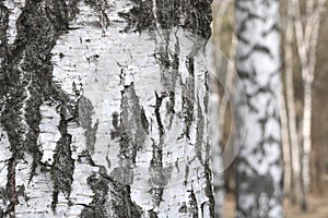 Birch trees with black and white birch bark